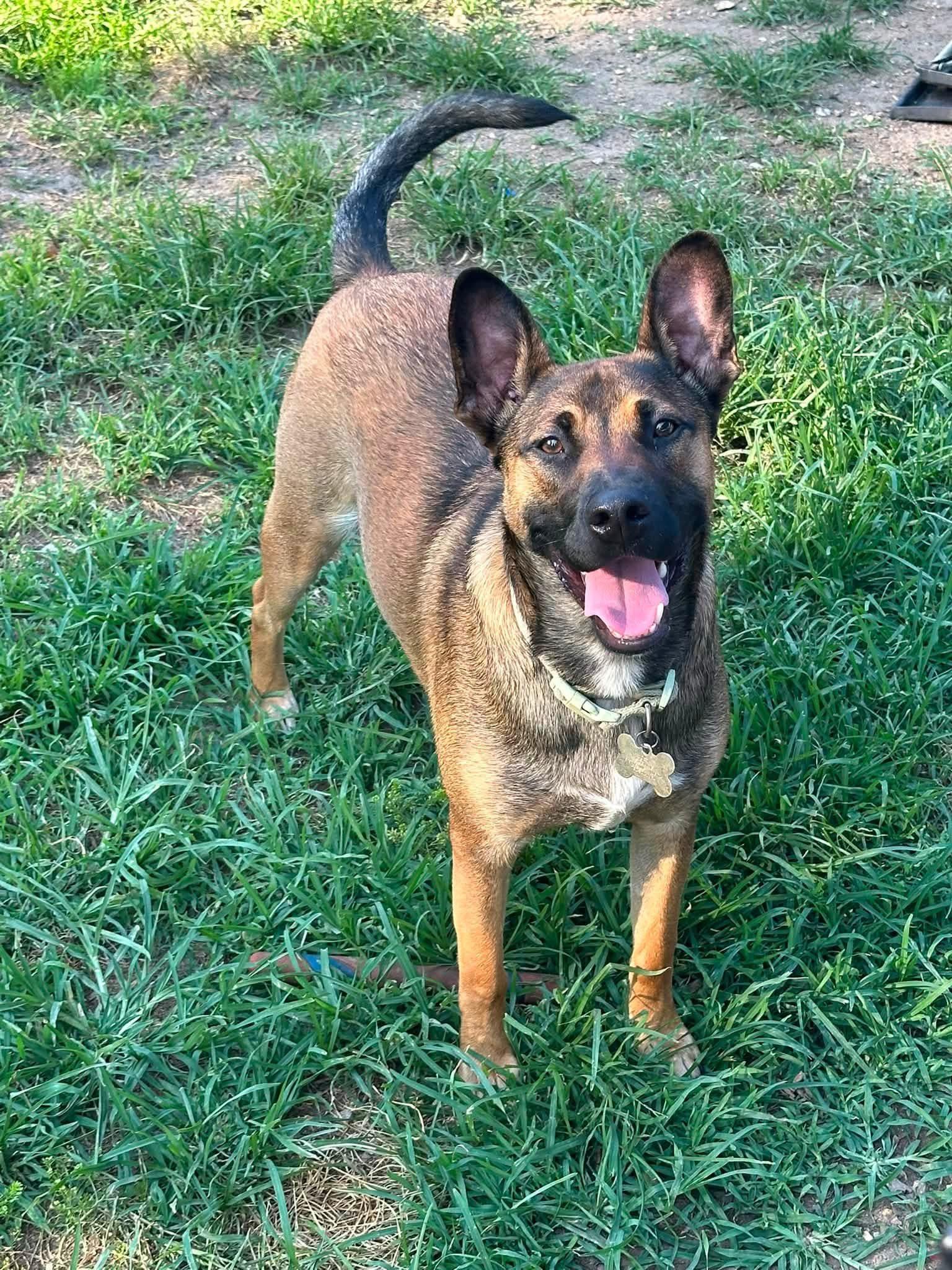Ozzy, ADOPTABLE, Young Male Belgian Shepherd / Malinois & Pit Bull Terrier.