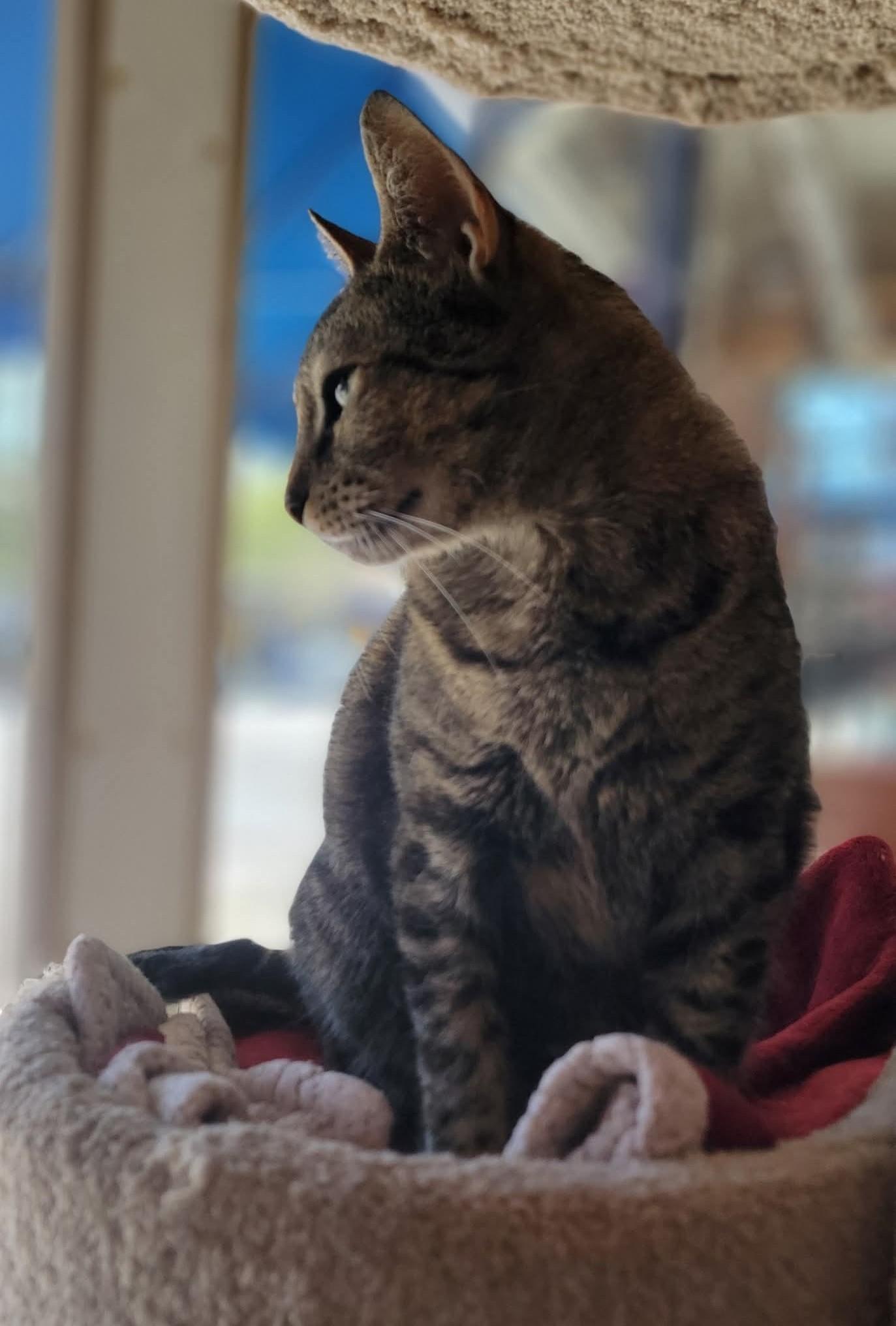 Emma, a Adoptable Domestic Short Hair in Boulder Creek, CA image 2/2