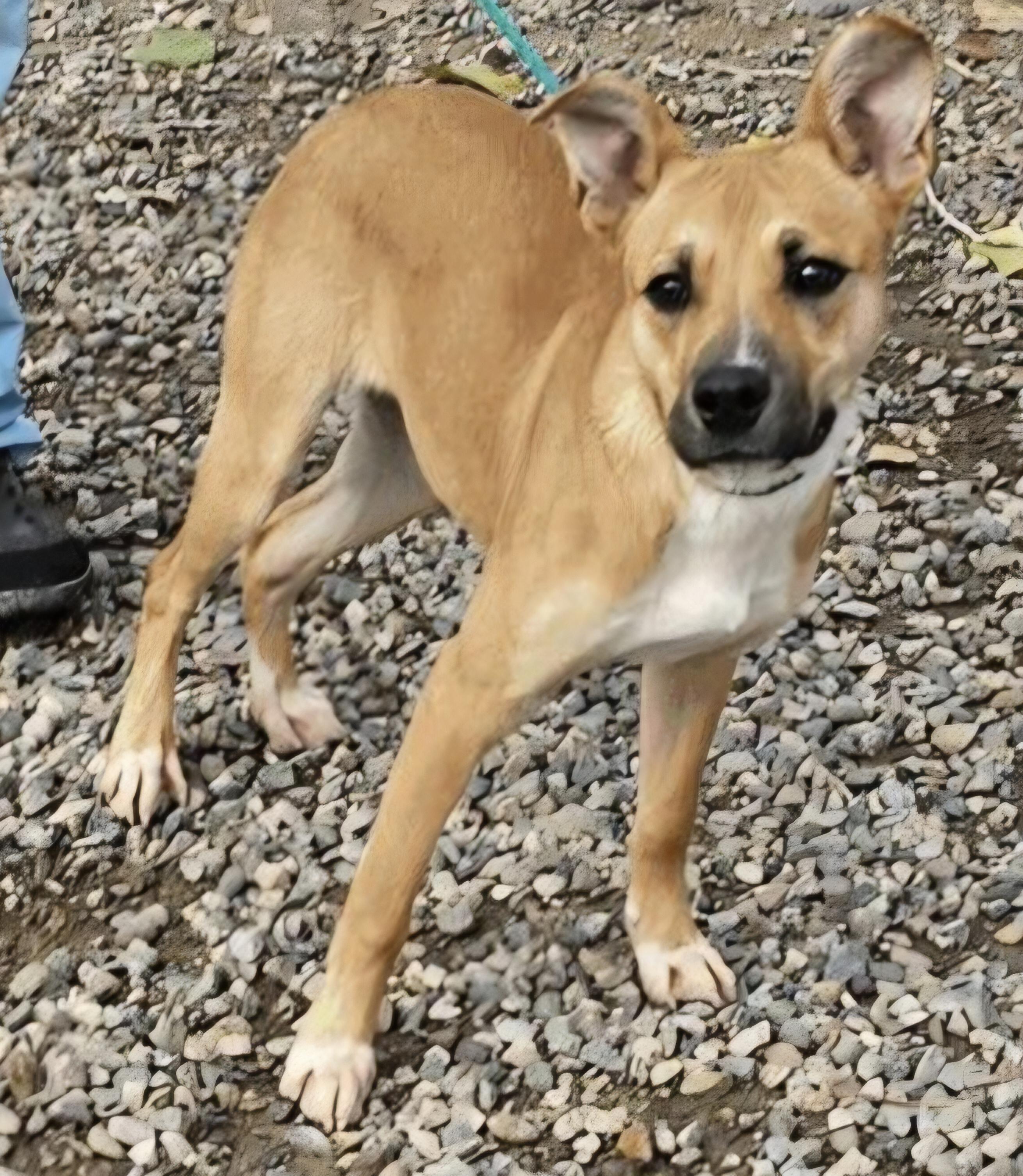 Kahulah, ADOPTABLE, Puppy Female Australian Kelpie & Australian Shepherd.