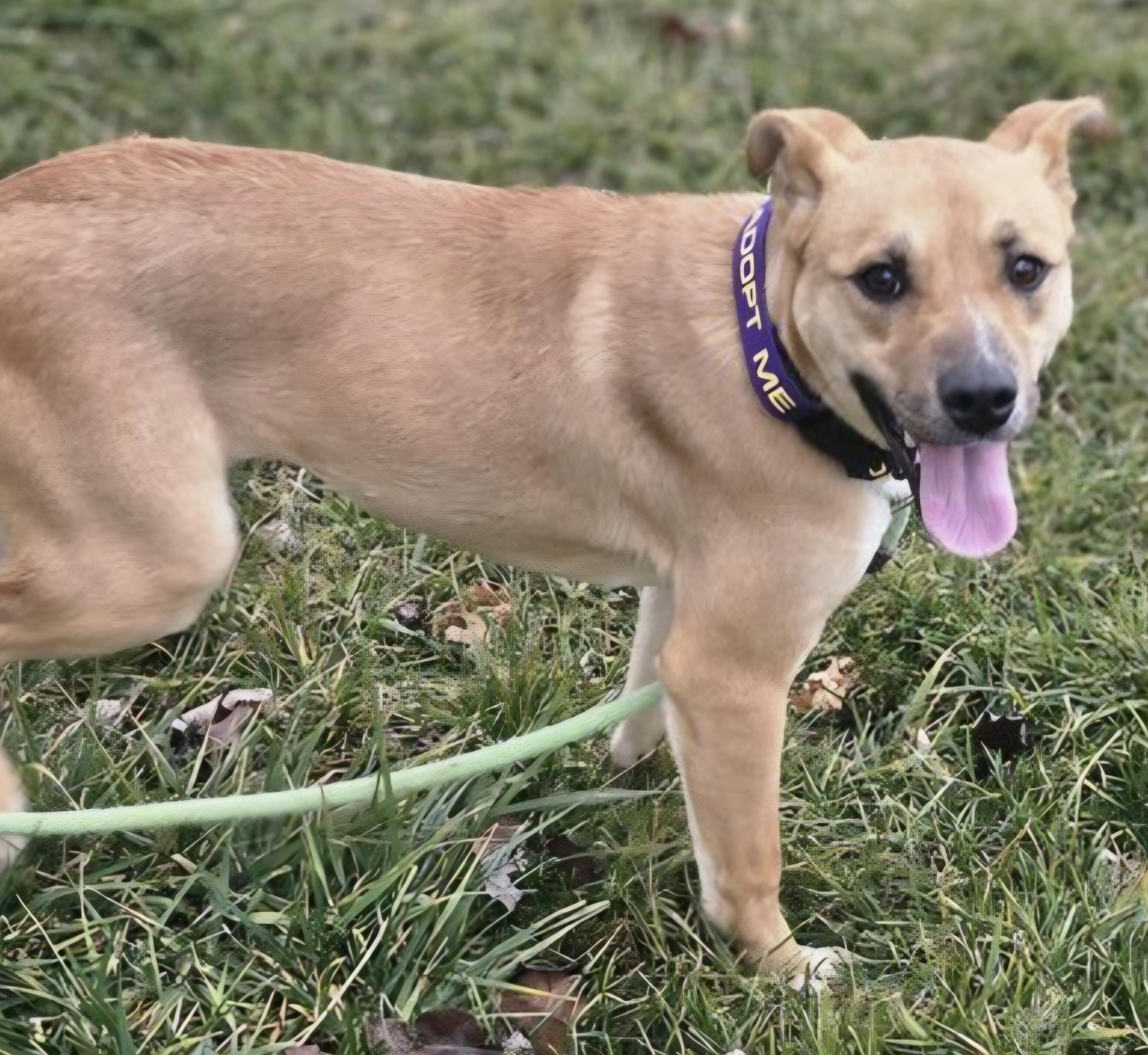 Enlarge Kahulah, a ADOPTABLE mixed breed in Salt Lake City, UT image 2/2
