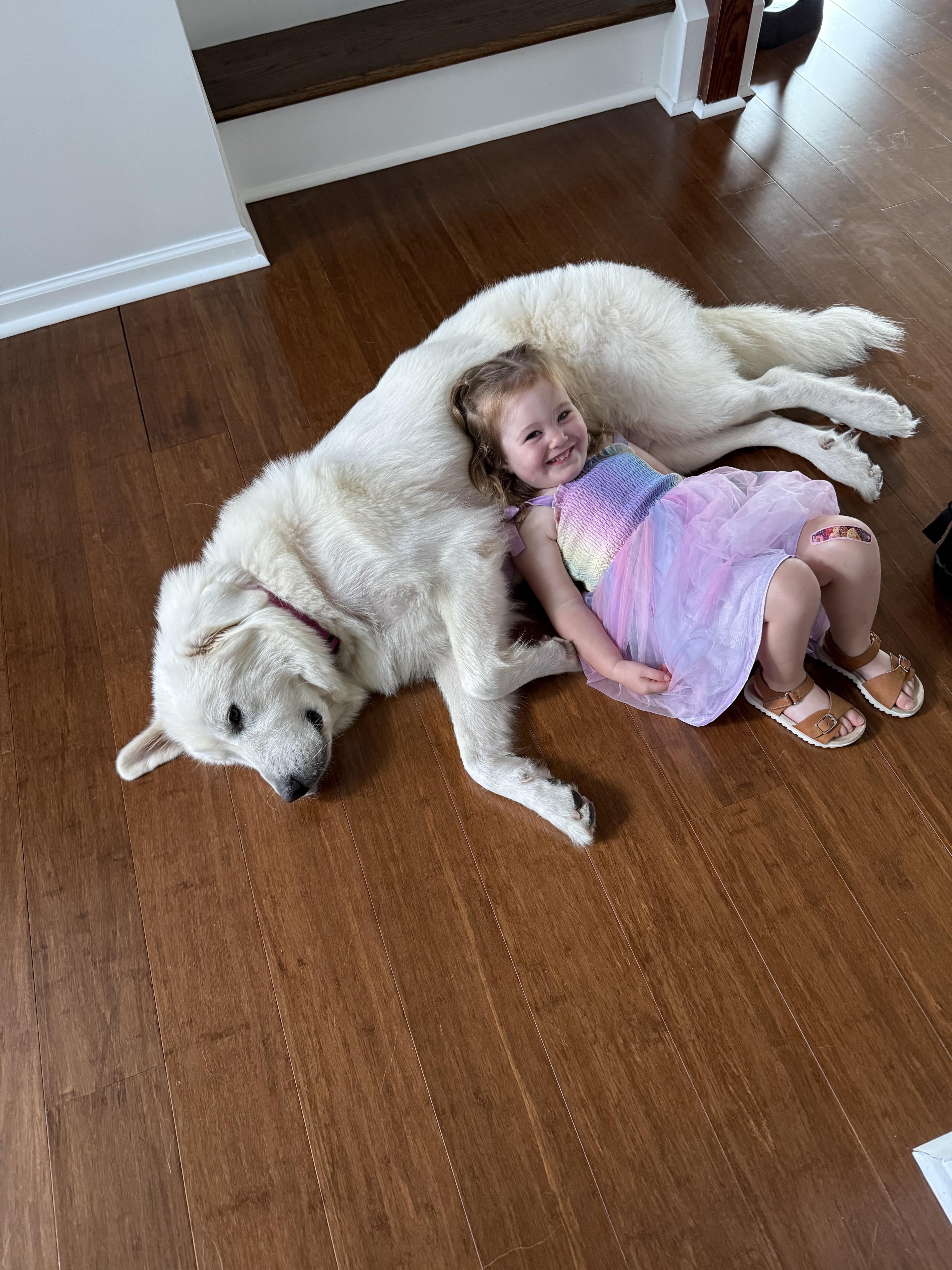 Enlarge Shortbread, a Adopted Great Pyrenees in Marvin, NC image 5/6