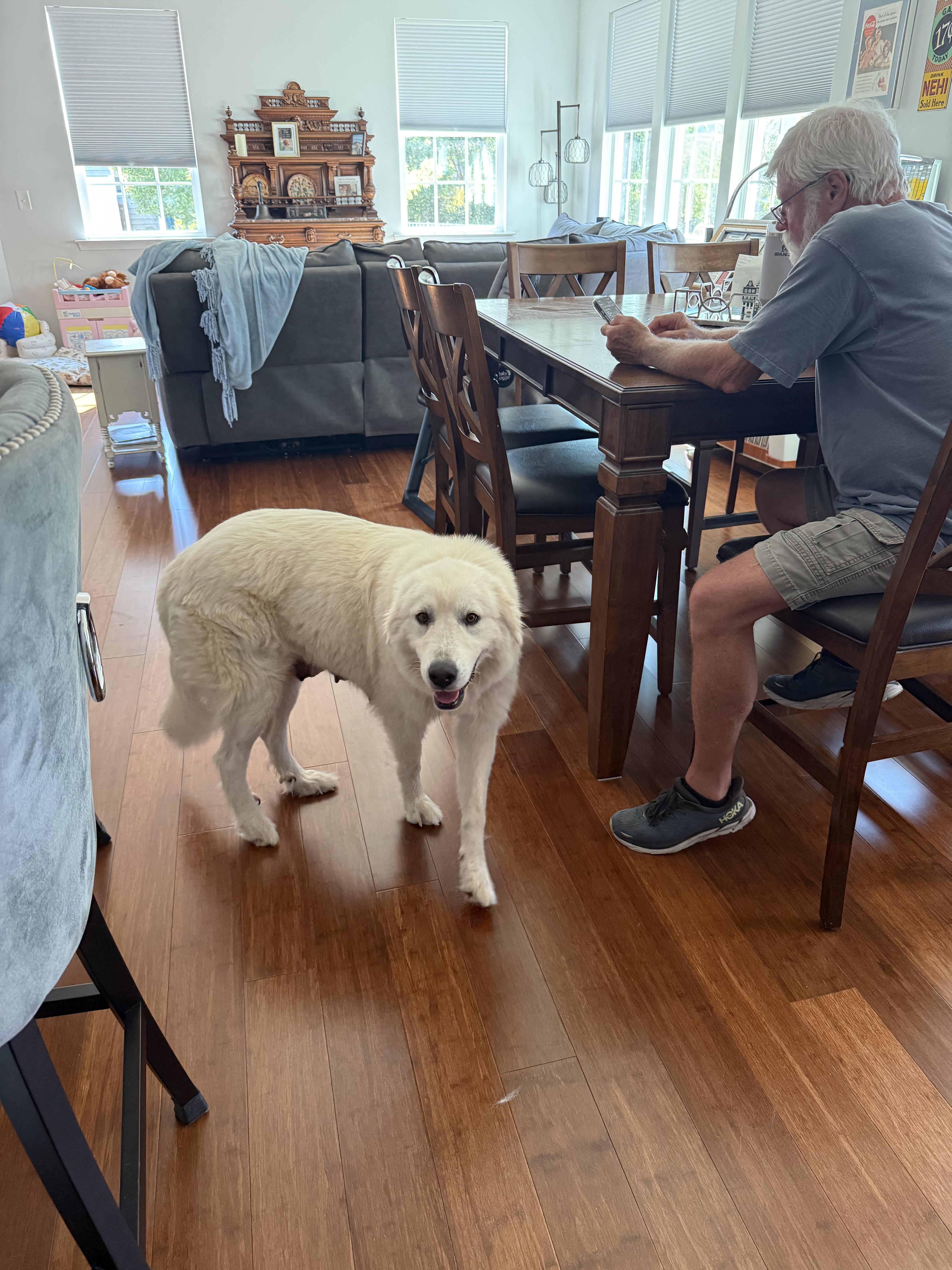 Enlarge Shortbread, a Adopted Great Pyrenees in Marvin, NC image 3/6