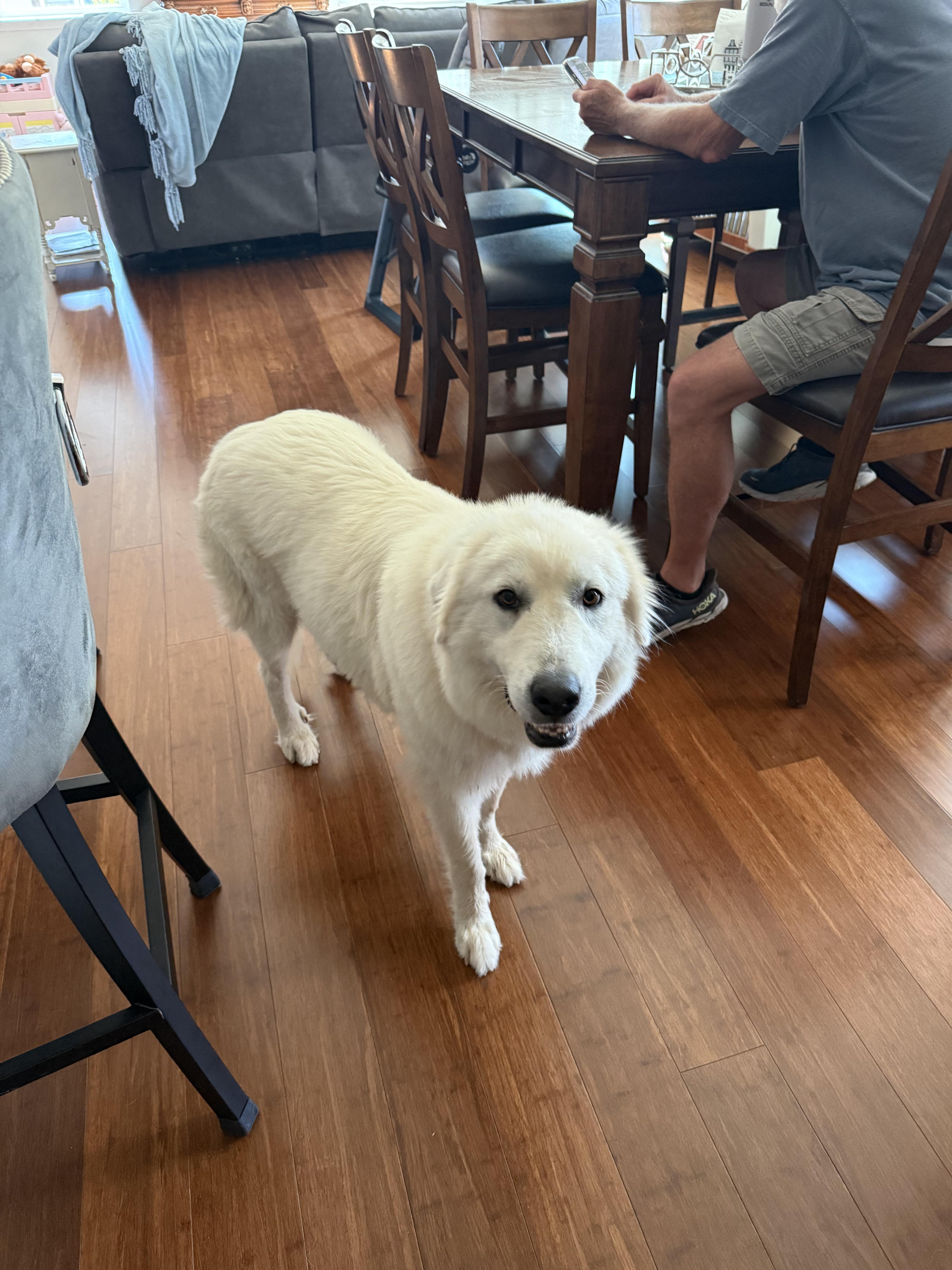 Enlarge Shortbread, a Adopted Great Pyrenees in Marvin, NC image 4/6