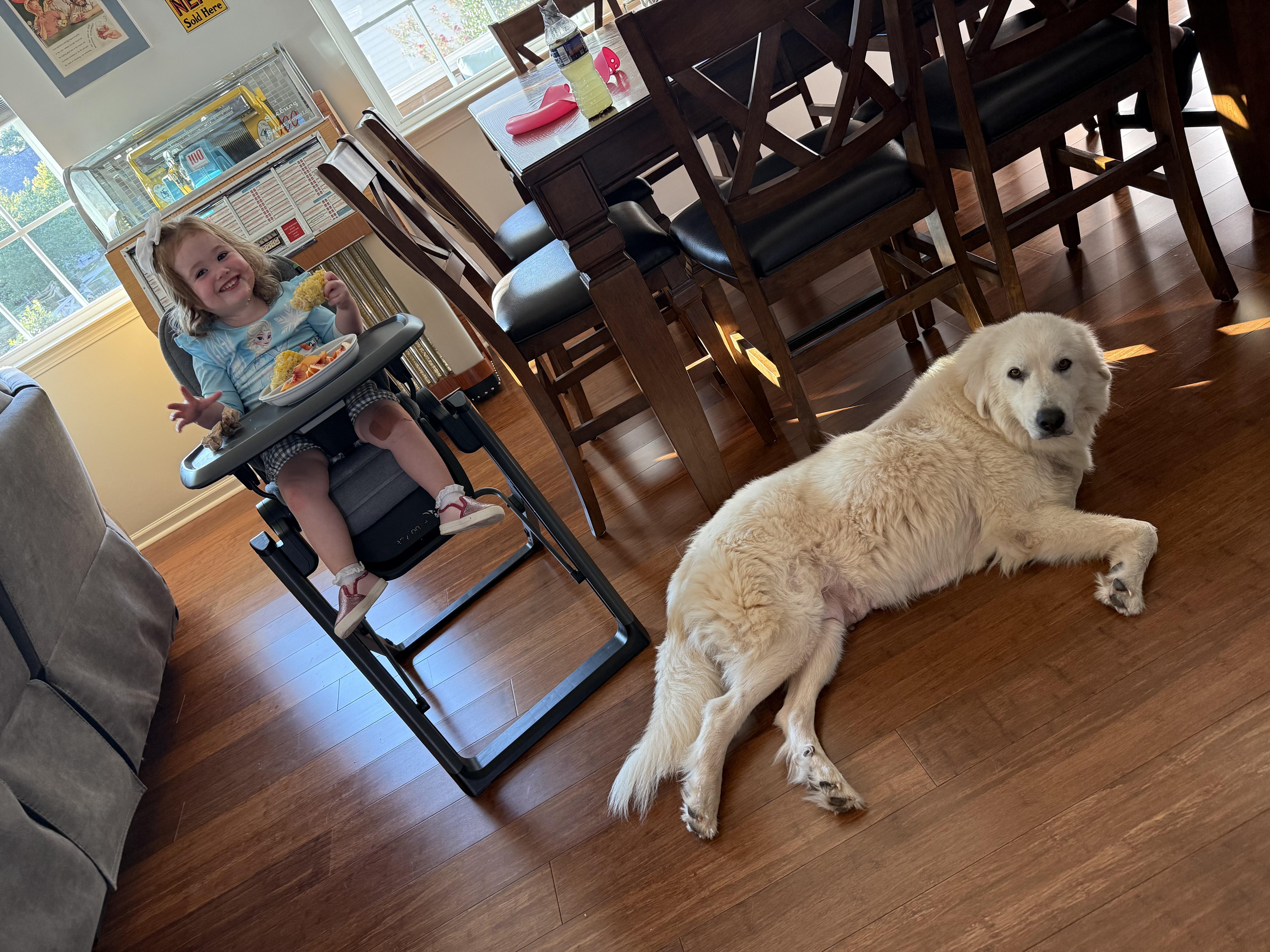 Enlarge Shortbread, a Adopted Great Pyrenees in Marvin, NC image 1/6
