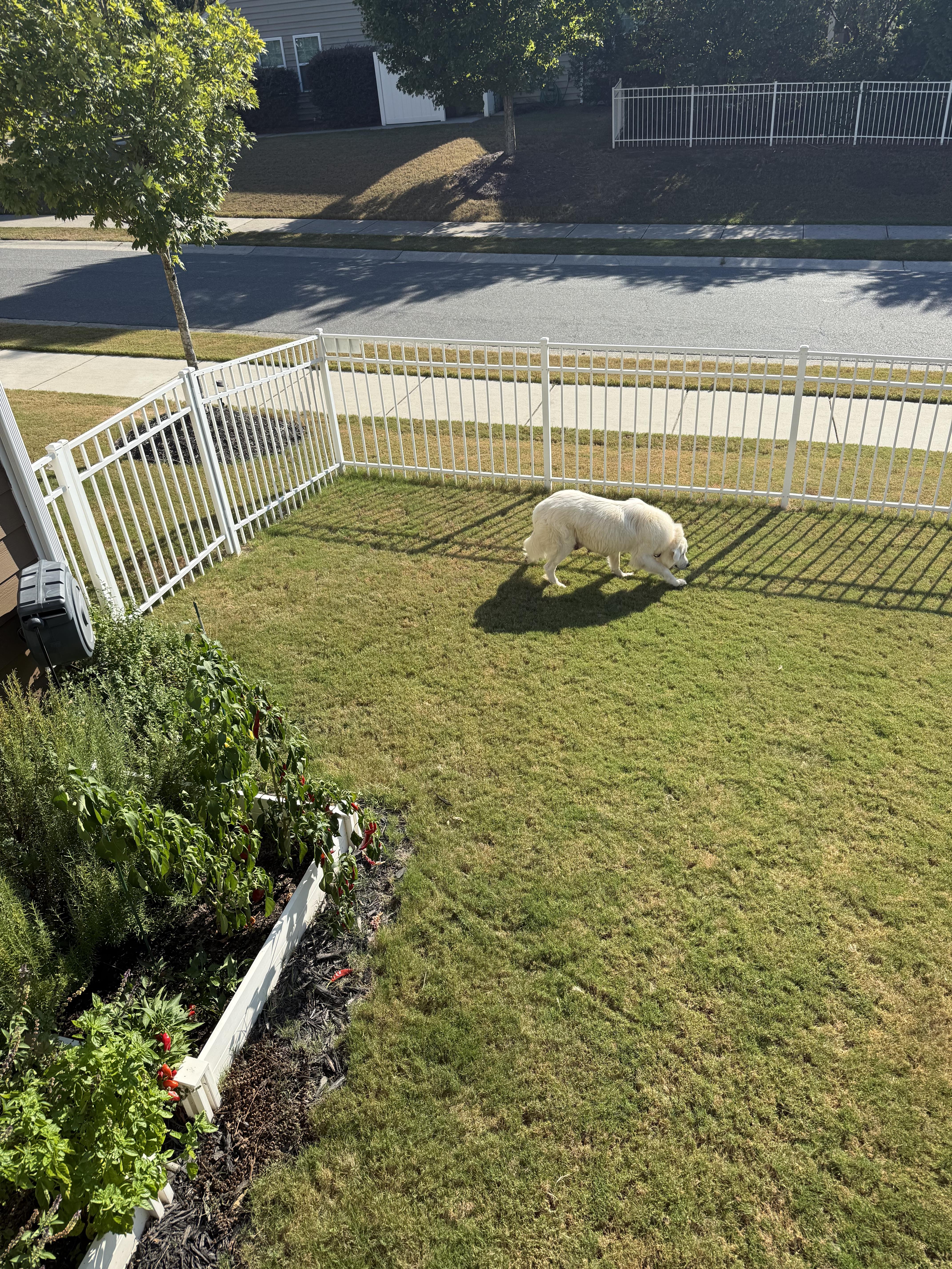 Enlarge Shortbread, a Adopted Great Pyrenees in Marvin, NC image 2/6