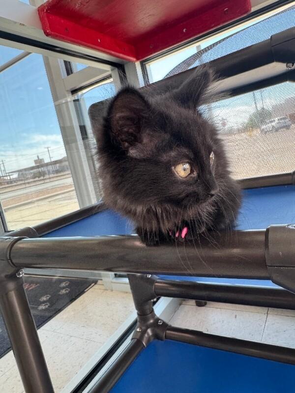 Enlarge Choco, a Adoptable Domestic Short Hair in Hobbs, NM image 2/5