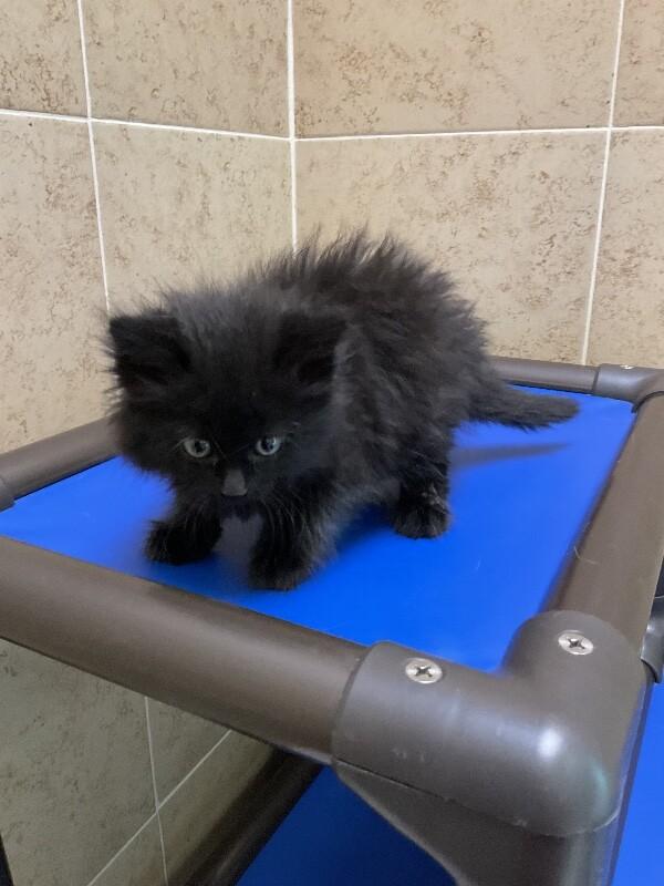 Enlarge Choco, a Adoptable Domestic Short Hair in Hobbs, NM image 3/5