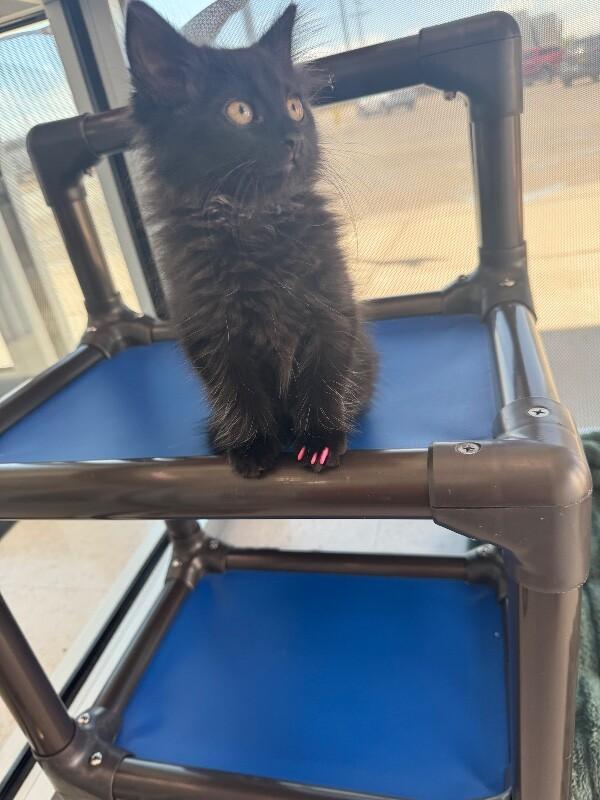 Enlarge Choco, a Adoptable Domestic Short Hair in Hobbs, NM image 4/5