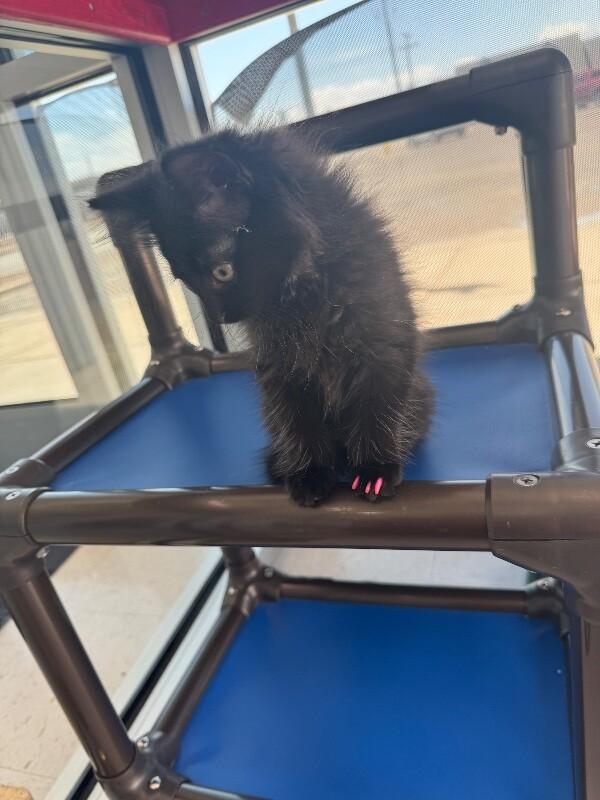 Enlarge Choco, a Adoptable Domestic Short Hair in Hobbs, NM image 5/5