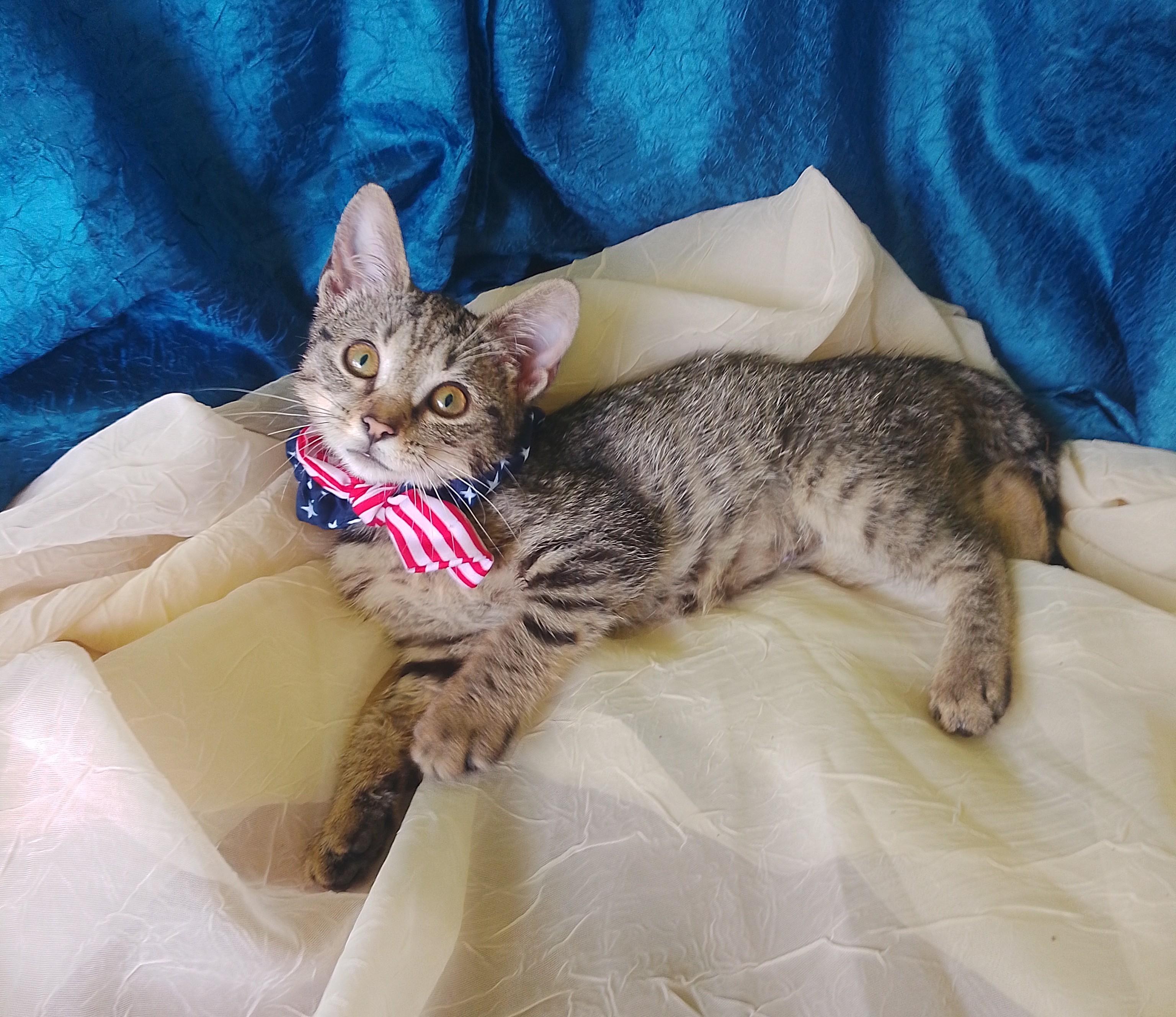 Martha 683, ADOPTABLE, Kitten Female Domestic Short Hair.