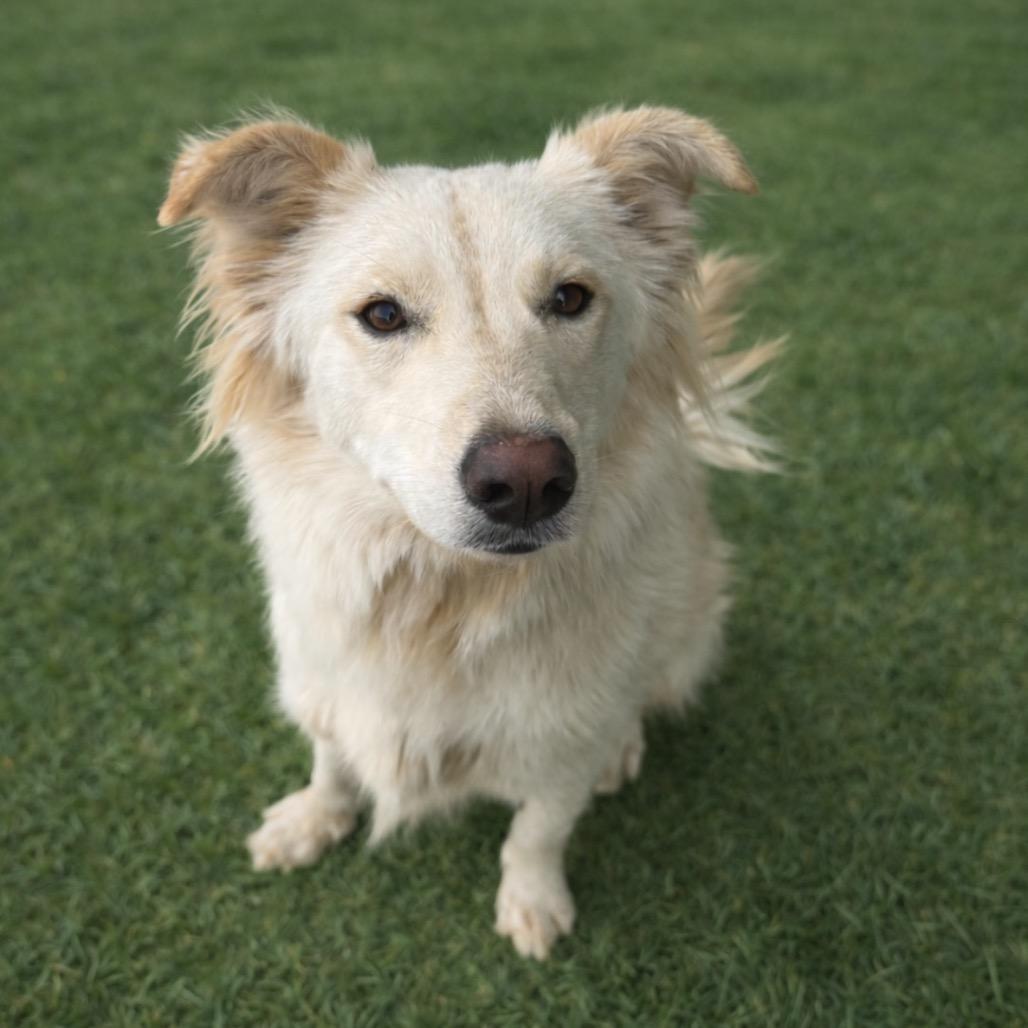 Tobie, Adoptable, Young Male Mixed Breed.