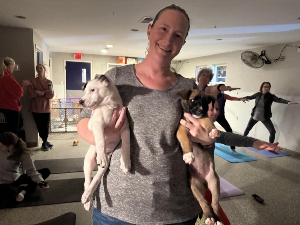 Enlarge Cardi B, a Adoptable mixed breed in North Reading, MA image 1/4