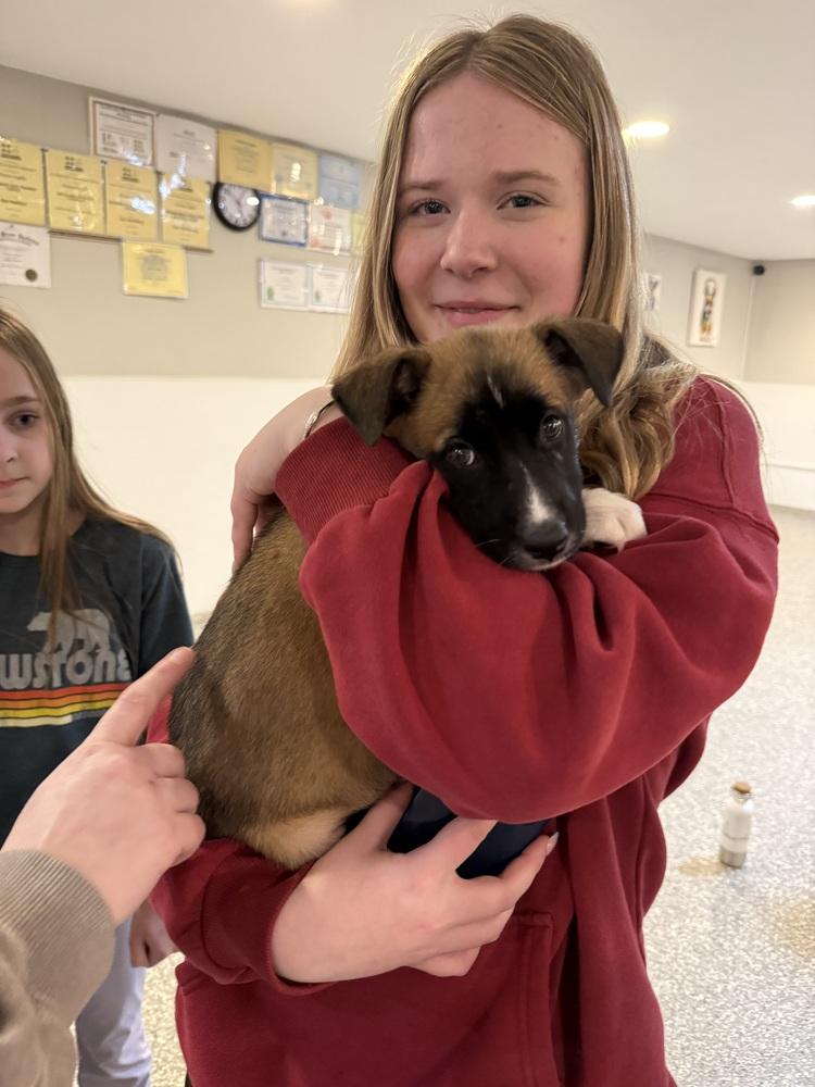 Enlarge Cardi B, a Adoptable mixed breed in North Reading, MA image 2/4