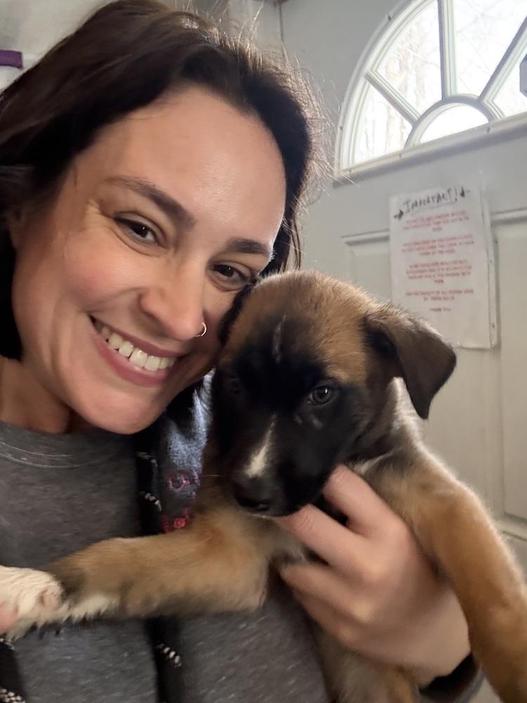 Enlarge Cardi B, a Adoptable mixed breed in North Reading, MA image 4/4