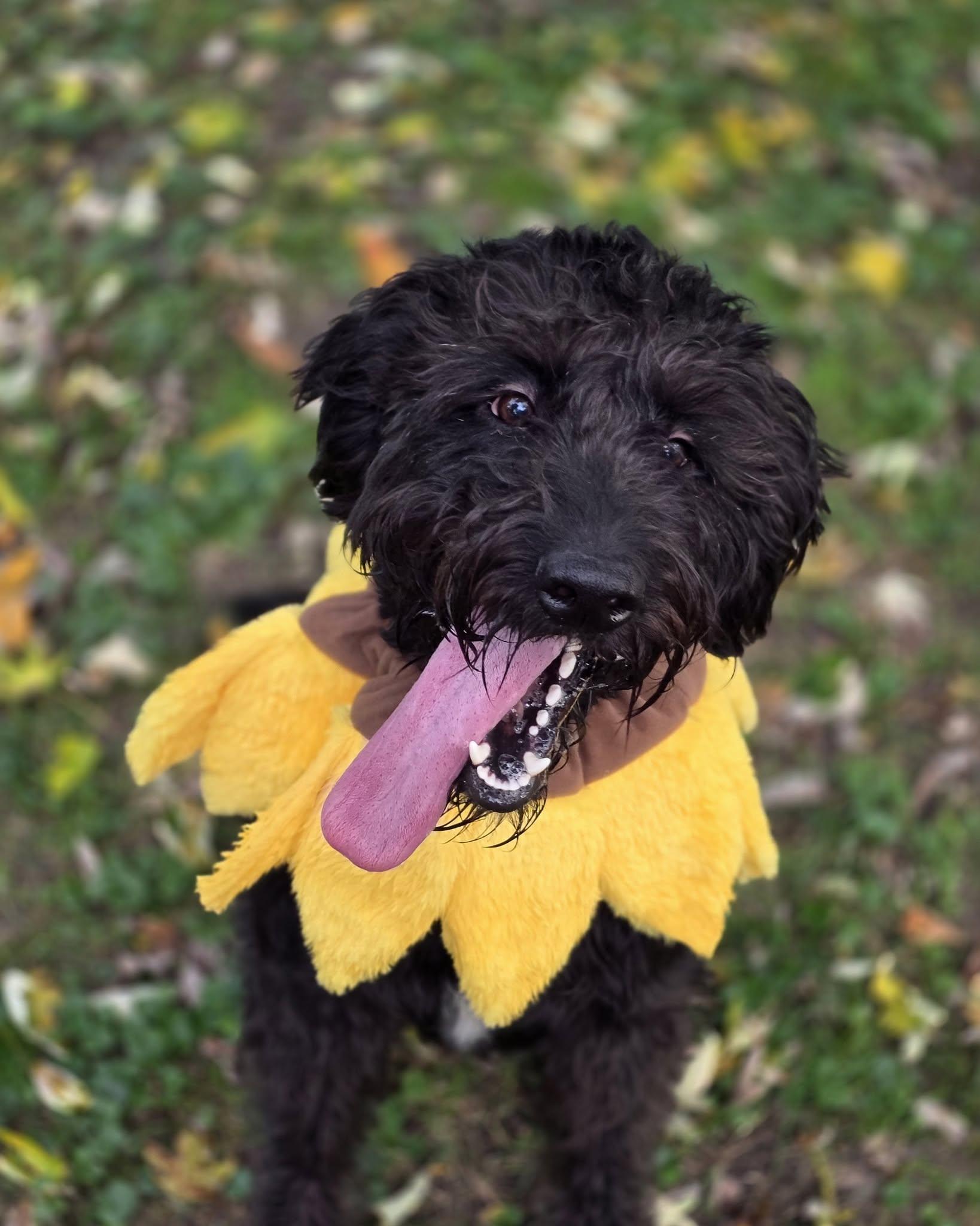 Enlarge Thomas, a Adoptable mixed breed in Merrillville, IN image 1/6