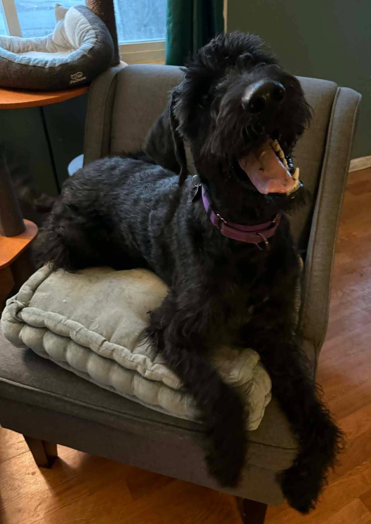 Enlarge Thomas, an adopted mixed breed in Merrillville, IN image 5/6