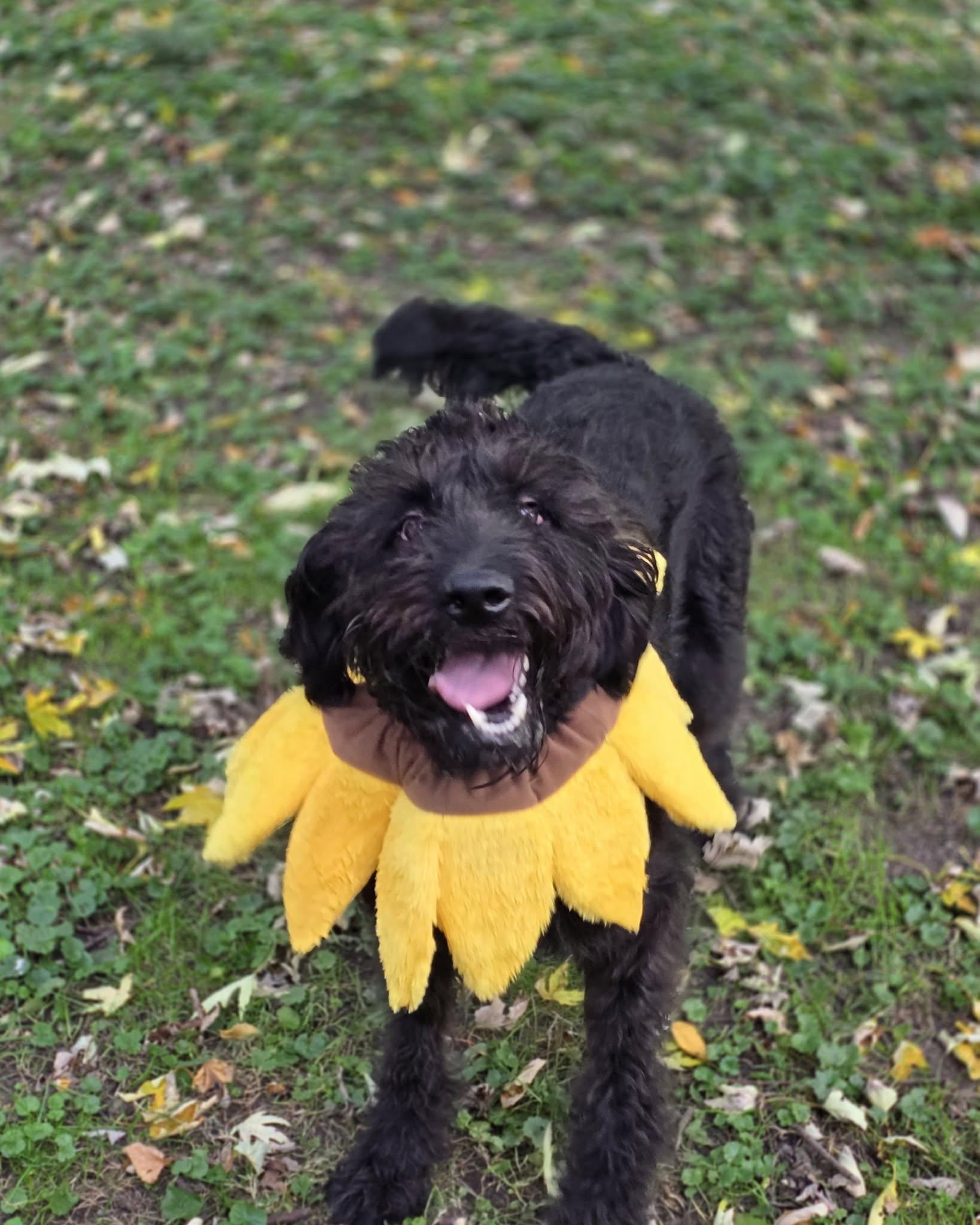 Enlarge Thomas, a Adoptable mixed breed in Merrillville, IN image 6/6