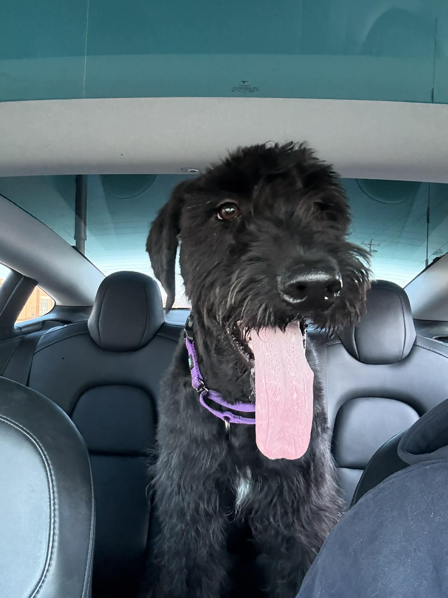 Thomas, a ADOPTABLE mixed breed in Merrillville, IN image 4/4