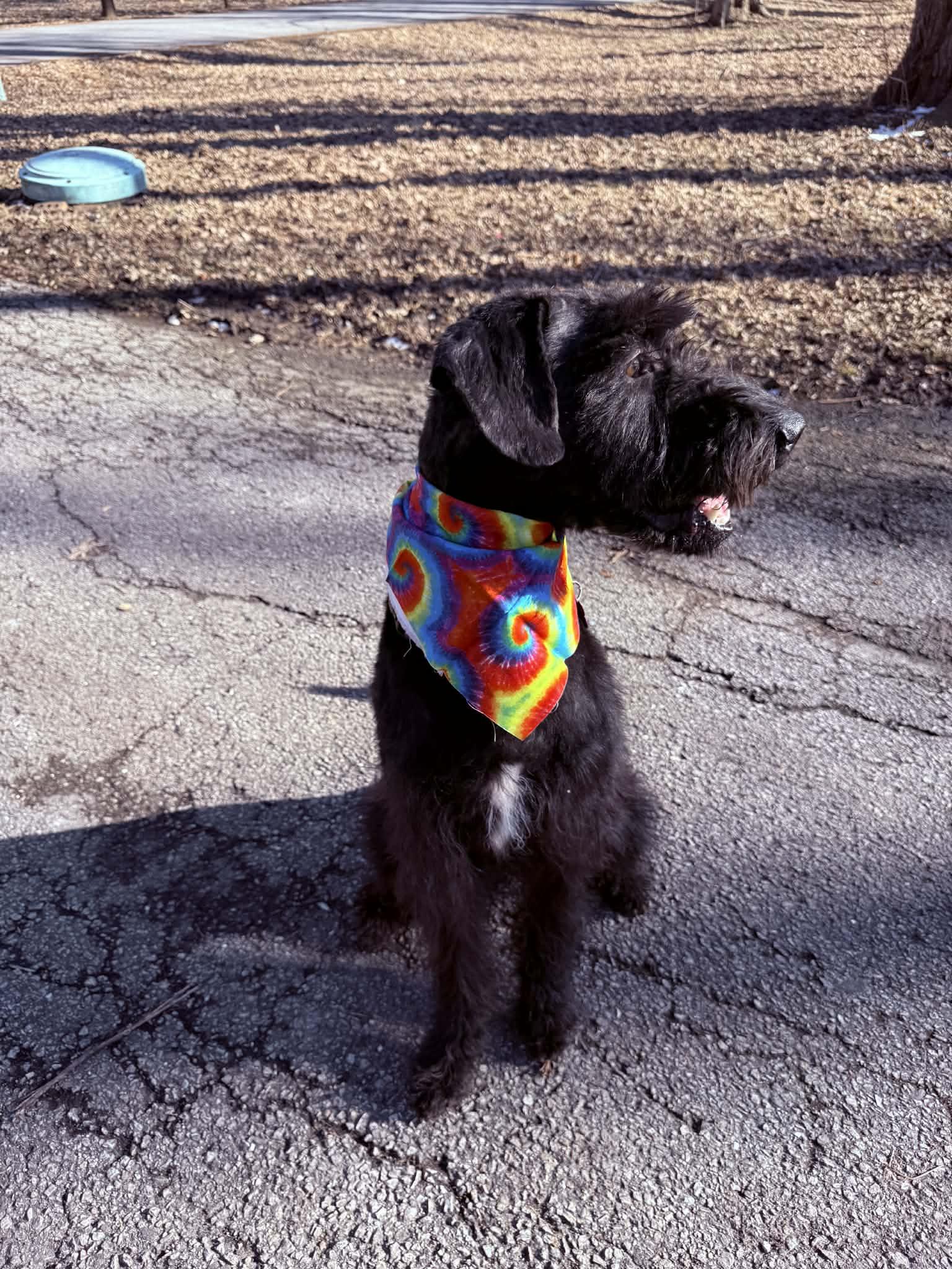 Thomas, a ADOPTABLE mixed breed in Merrillville, IN image 3/4