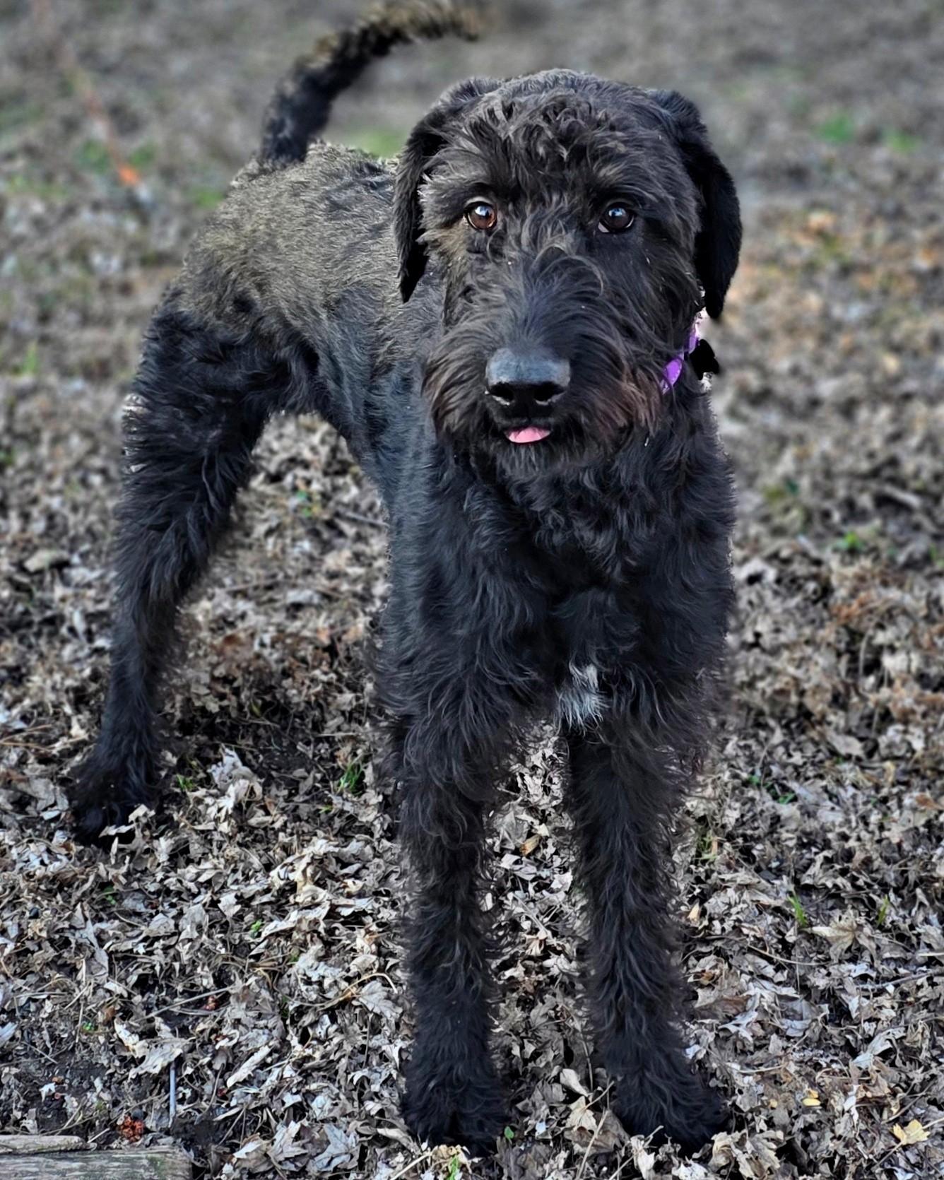 Enlarge Thomas, an adopted mixed breed in Merrillville, IN image 1/6