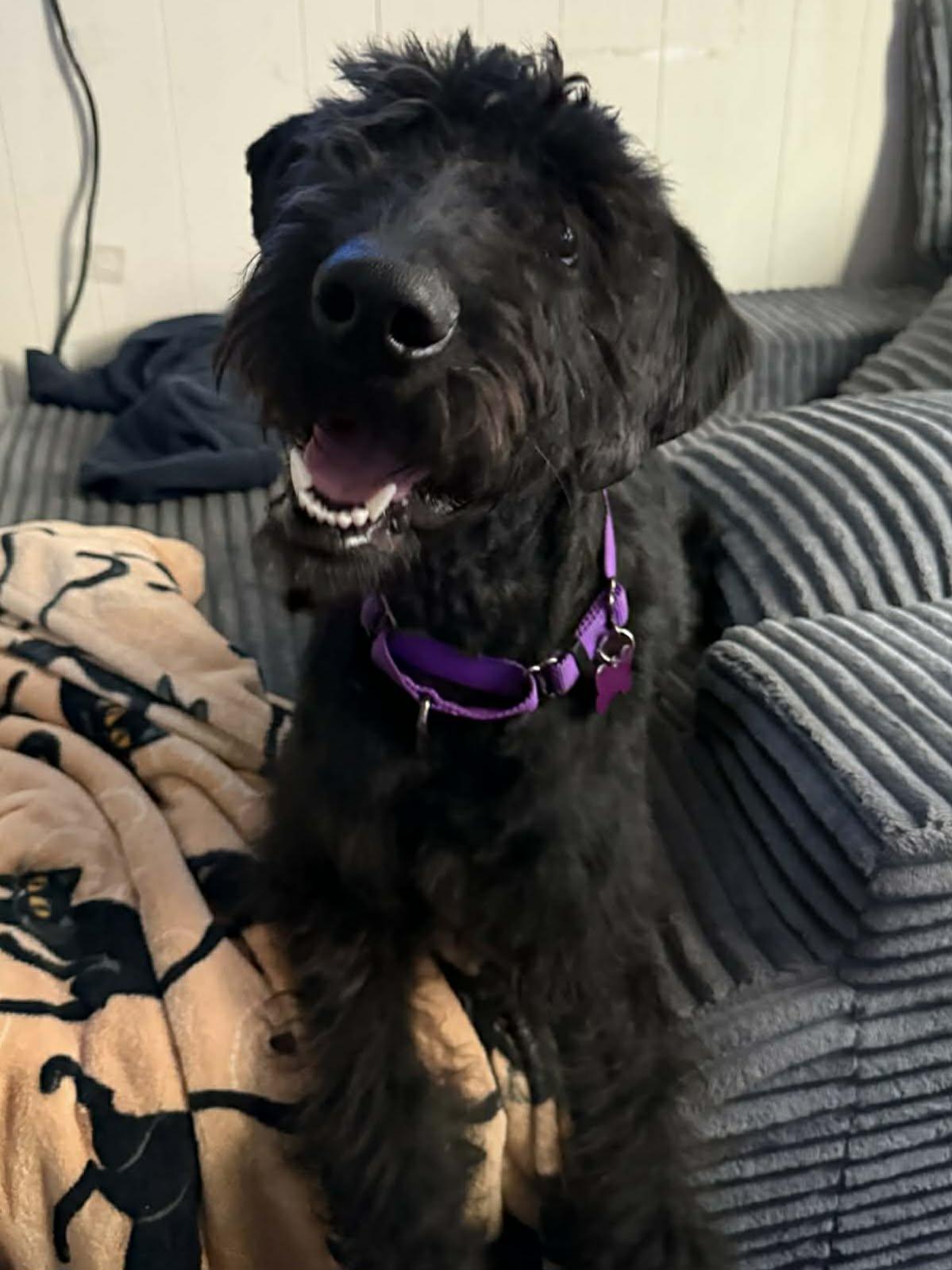 Thomas, ADOPTABLE, Adult Female Standard Poodle.