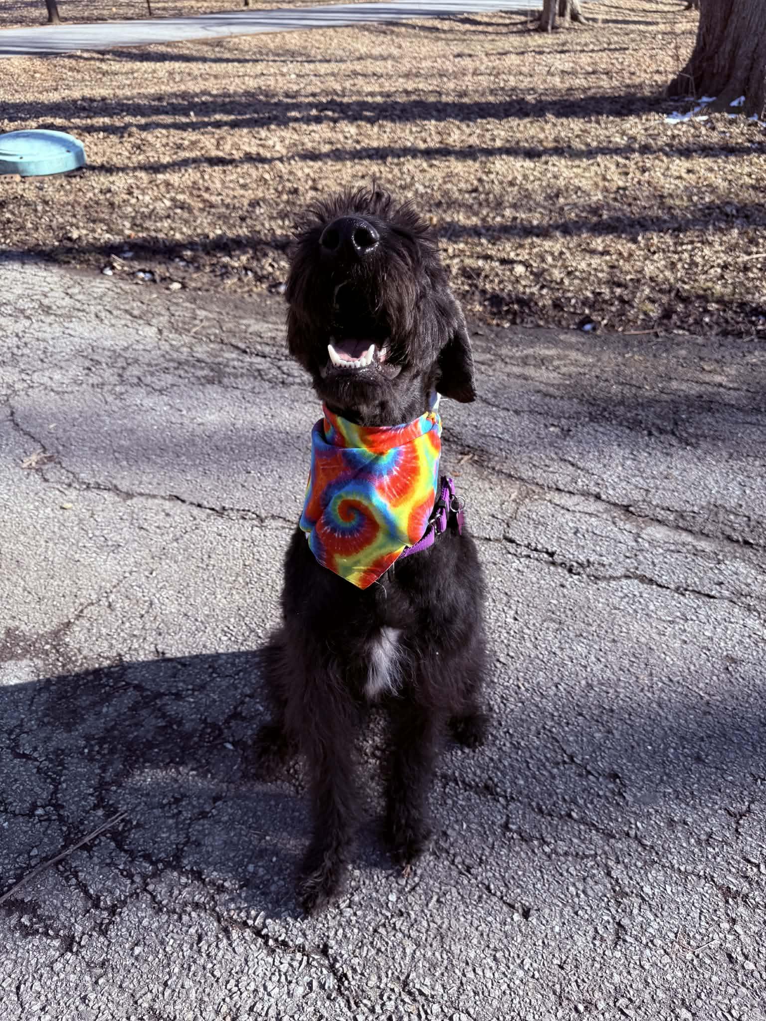 Thomas, a ADOPTABLE mixed breed in Merrillville, IN image 2/4