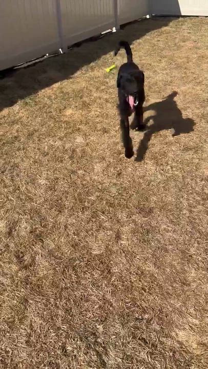 Enlarge Thomas, an adopted mixed breed in Merrillville, IN video 2/6