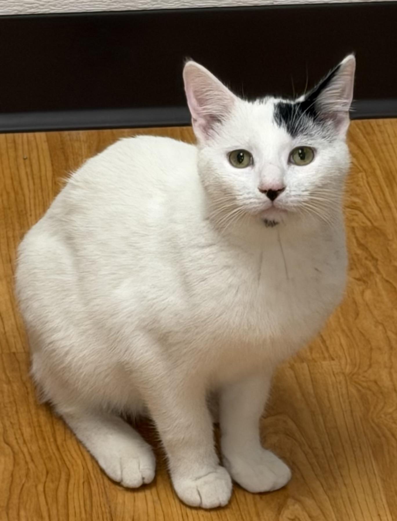 Samuel, Adoptable, Young Male Domestic Short Hair.