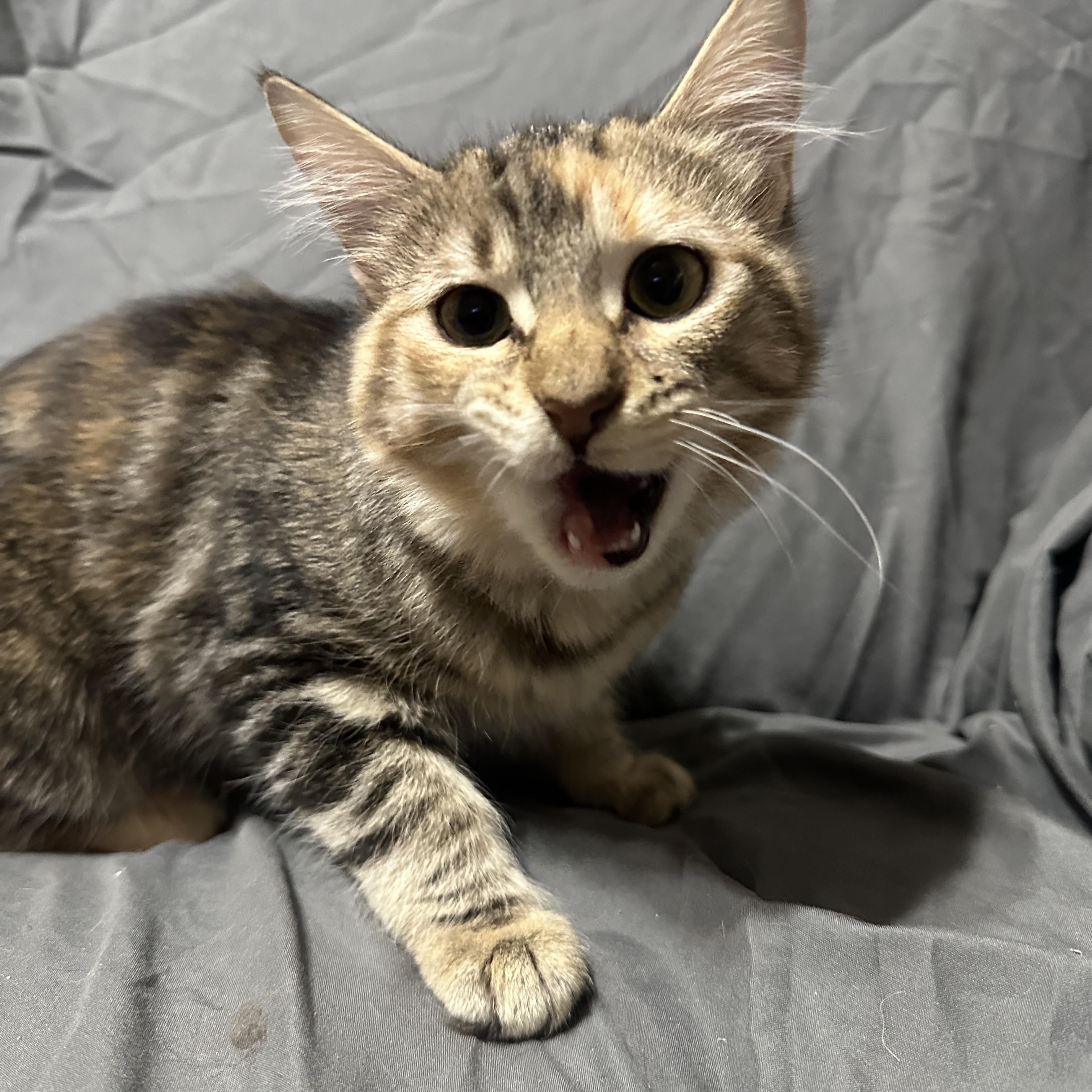 Enlarge Breaking Dawn, a ADOPTABLE Domestic Short Hair in Tucson, AZ image 1/1