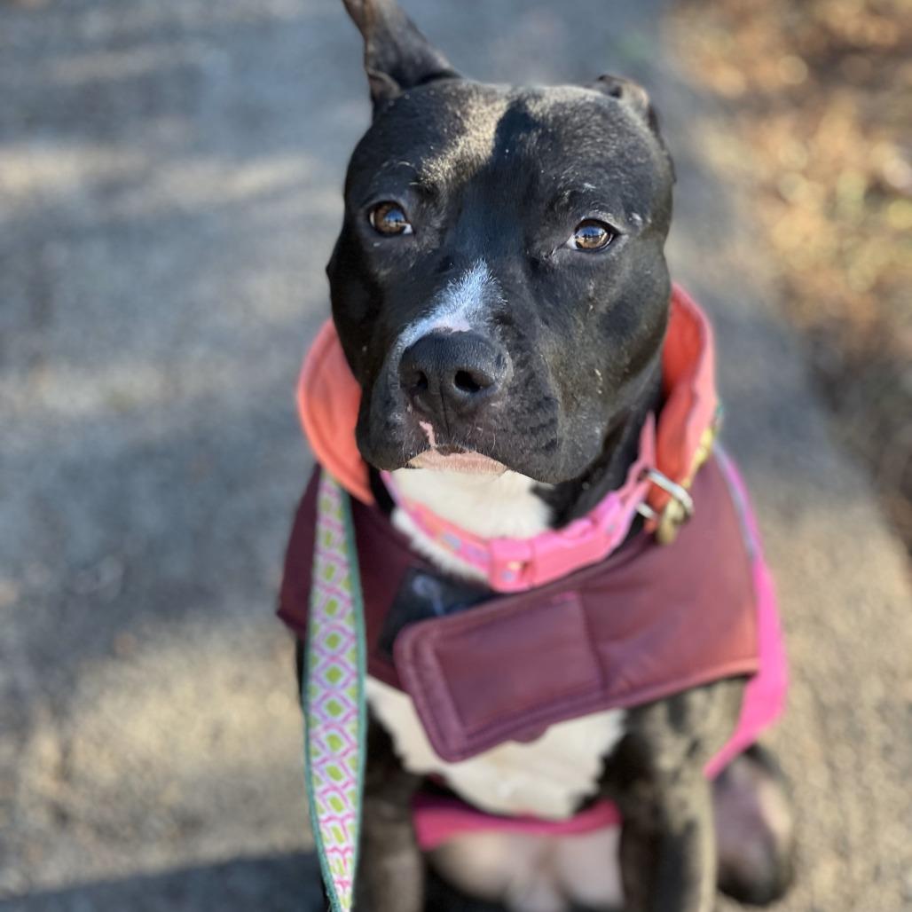 Enlarge Petunia, a Adoptable Mixed Breed in Fairfax, VA image 2/6