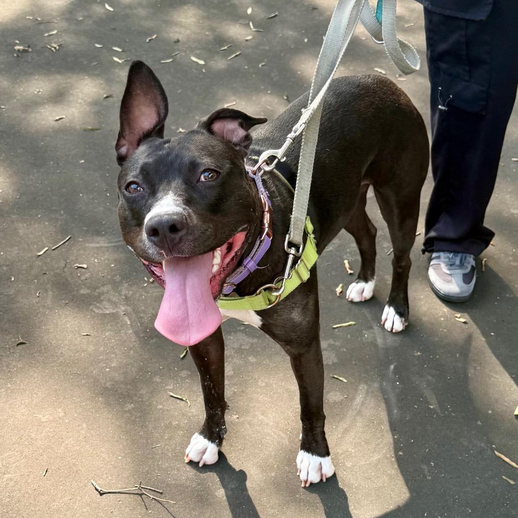 Enlarge Petunia, a Adoptable Mixed Breed in Fairfax, VA image 1/6