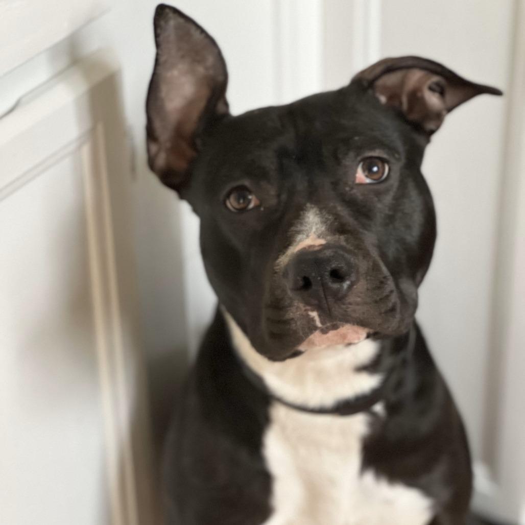 Enlarge Petunia, a Adoptable Mixed Breed in Fairfax, VA image 3/6