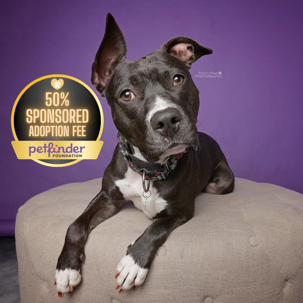 Petunia, Adoptable, Adult Female Mixed Breed.