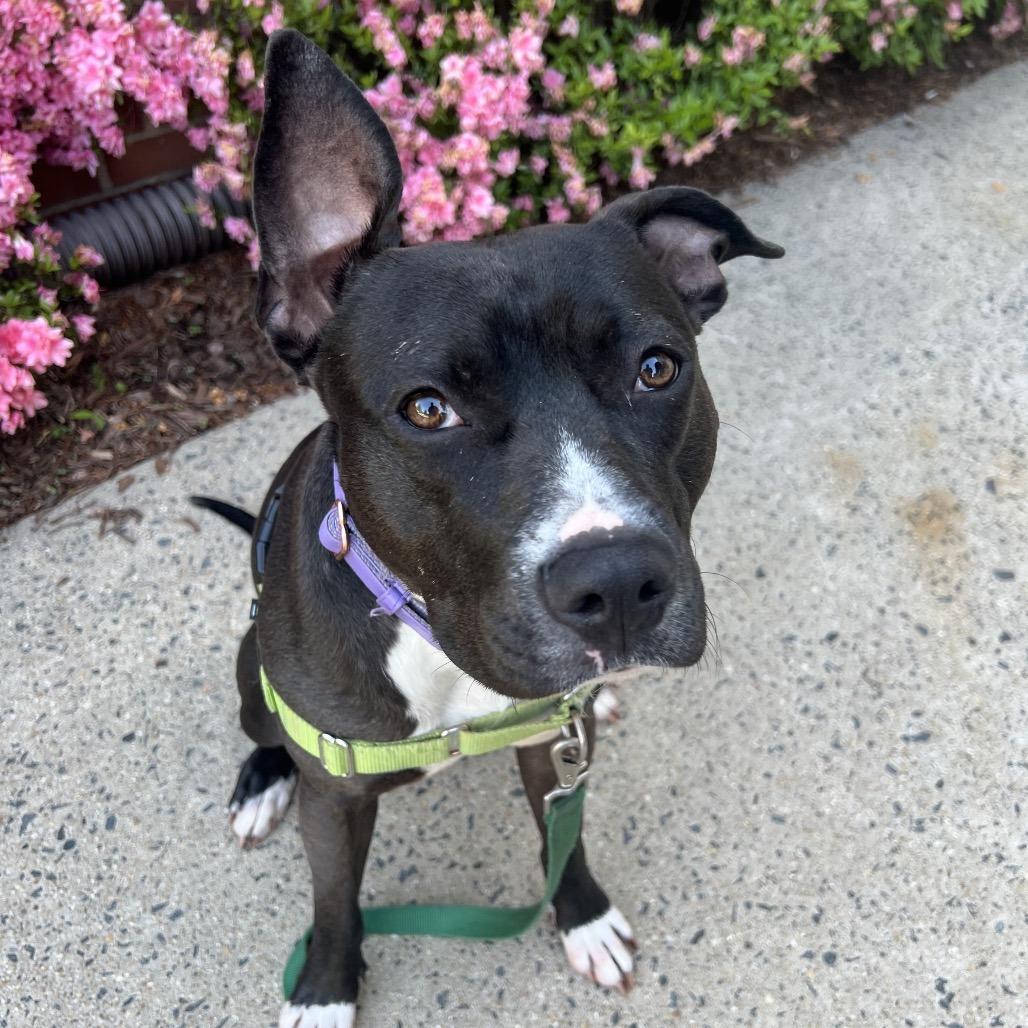 Enlarge Petunia, a Adoptable Mixed Breed in Fairfax, VA image 5/6