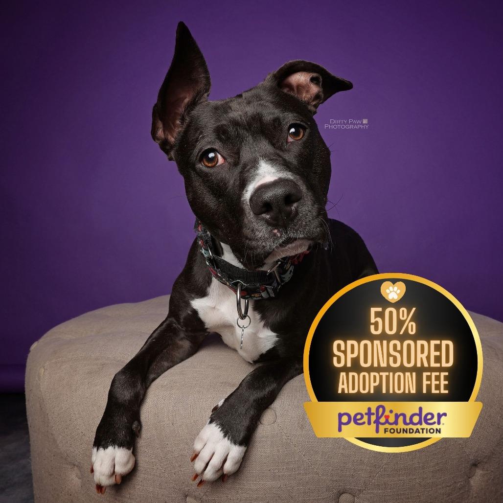 Petunia, a Adoptable Mixed Breed in Fairfax, VA image 1/6