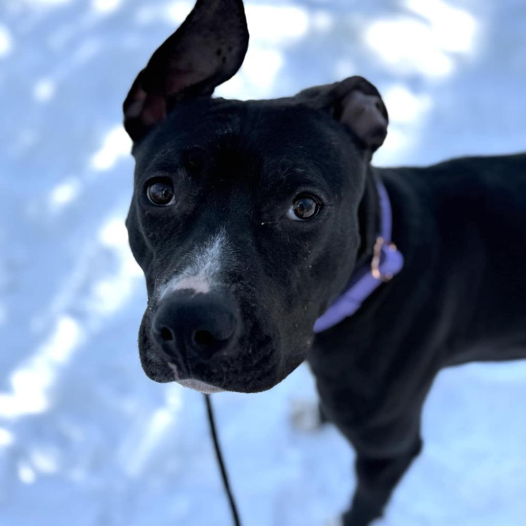 Enlarge Petunia, a Adoptable Mixed Breed in Fairfax, VA image 5/6