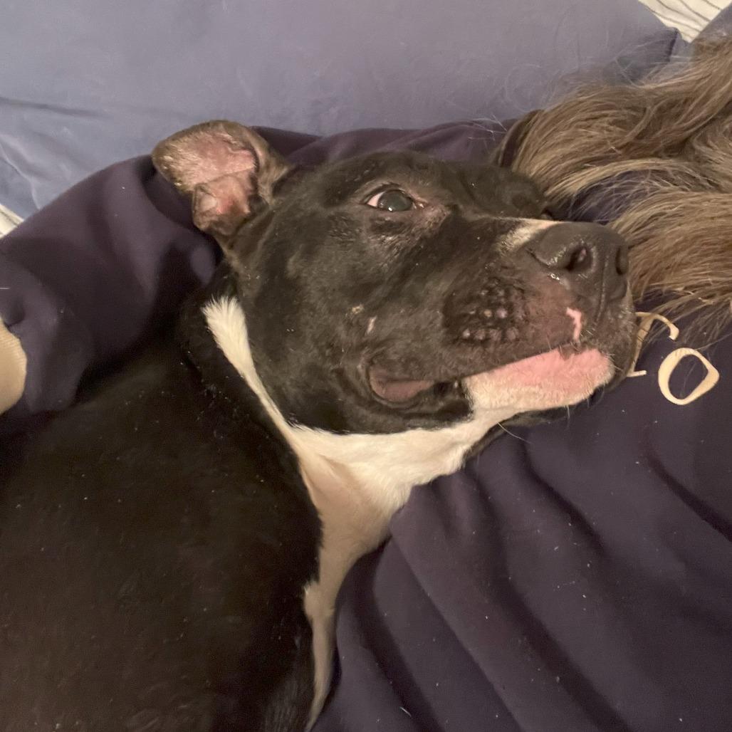 Enlarge Petunia, a Adoptable Mixed Breed in Fairfax, VA image 6/6