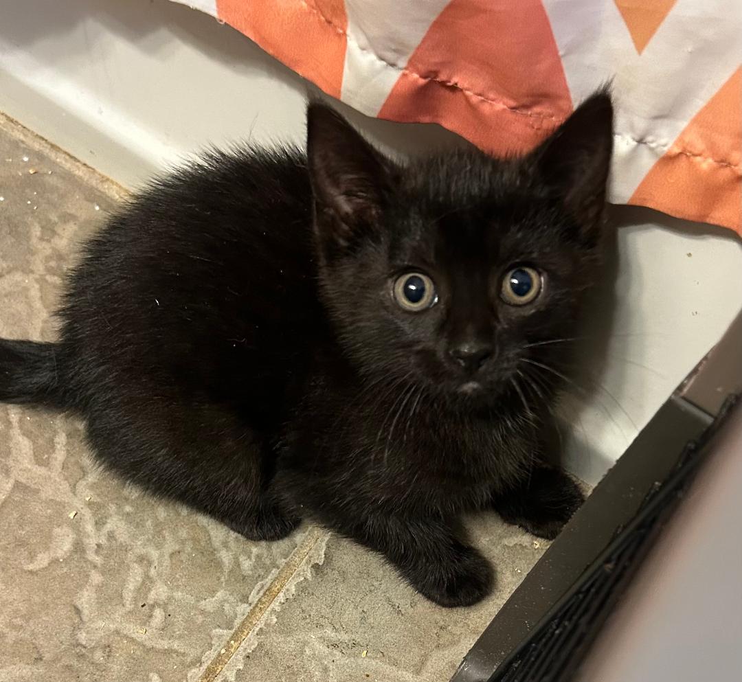 Leia, Baby Female unknown