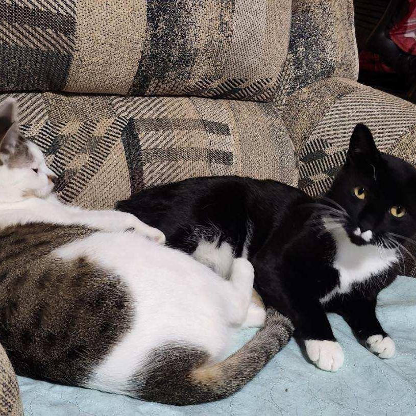 Frankie, a Adoptable mixed breed in Spring Lake Park, MN image 4/6