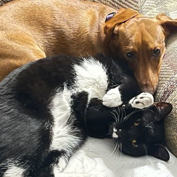 Frankie, a Adoptable mixed breed in Spring Lake Park, MN image 3/6