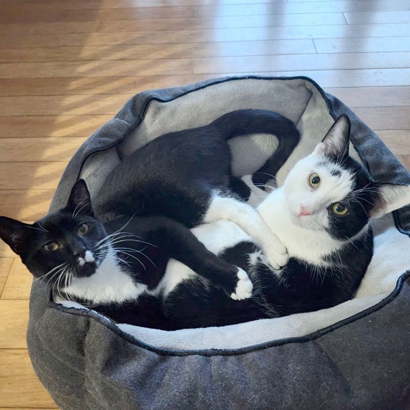 Frankie, a Adoptable mixed breed in Spring Lake Park, MN image 4/6