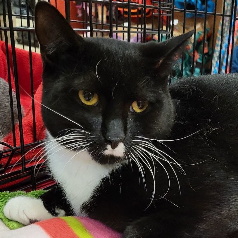 Frankie, Young Male Tuxedo