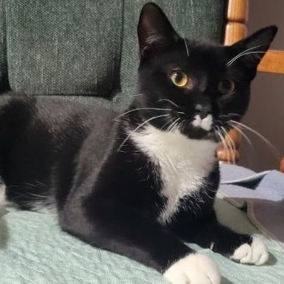 Frankie, a Adoptable mixed breed in Spring Lake Park, MN image 2/6