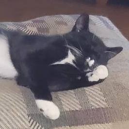 Frankie, a Adoptable mixed breed in Spring Lake Park, MN image 5/6