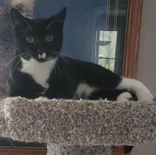 Frankie, a Adoptable mixed breed in Spring Lake Park, MN image 6/6