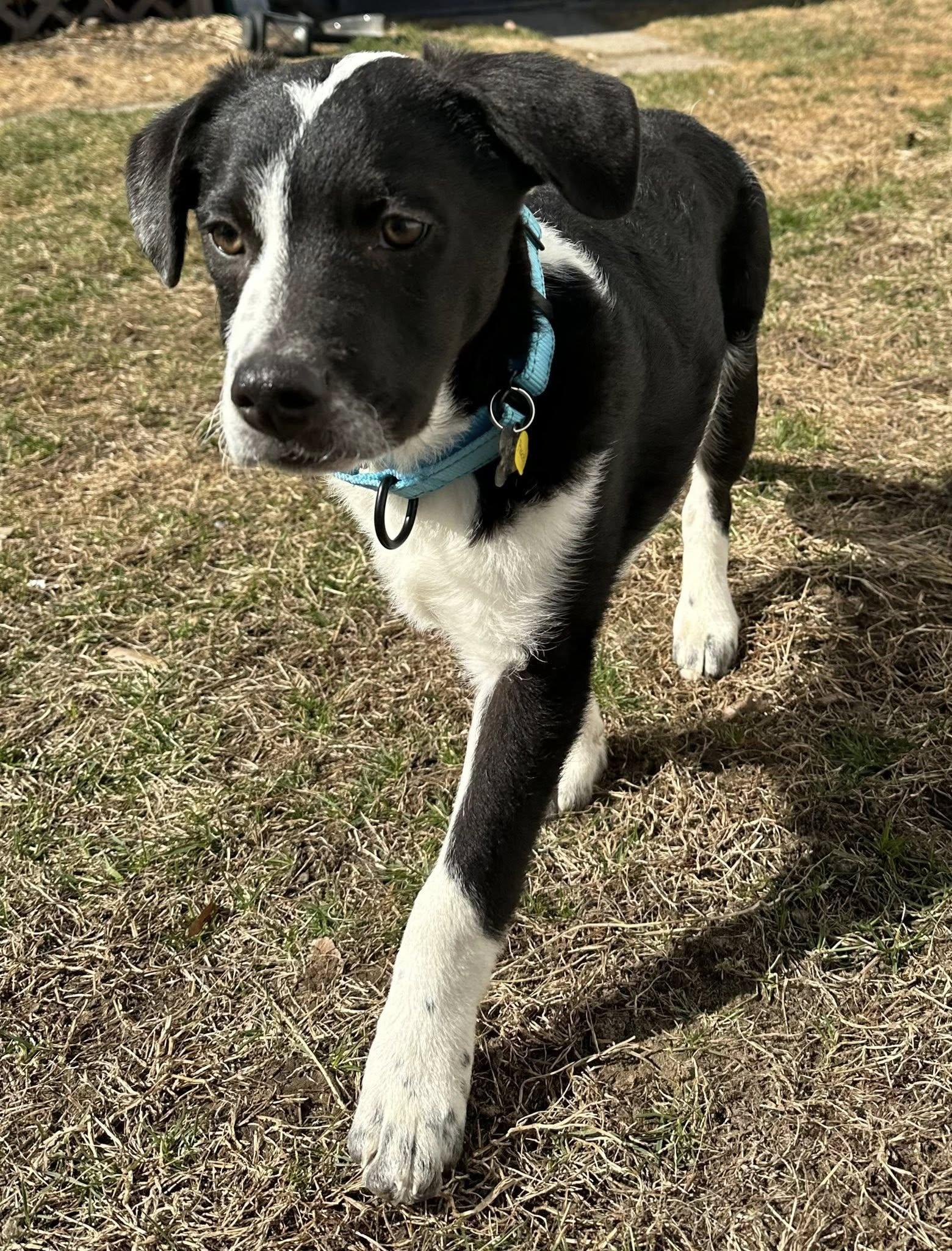 Enlarge Pascal, an adopted Mixed Breed in Albany, NY image 4/6