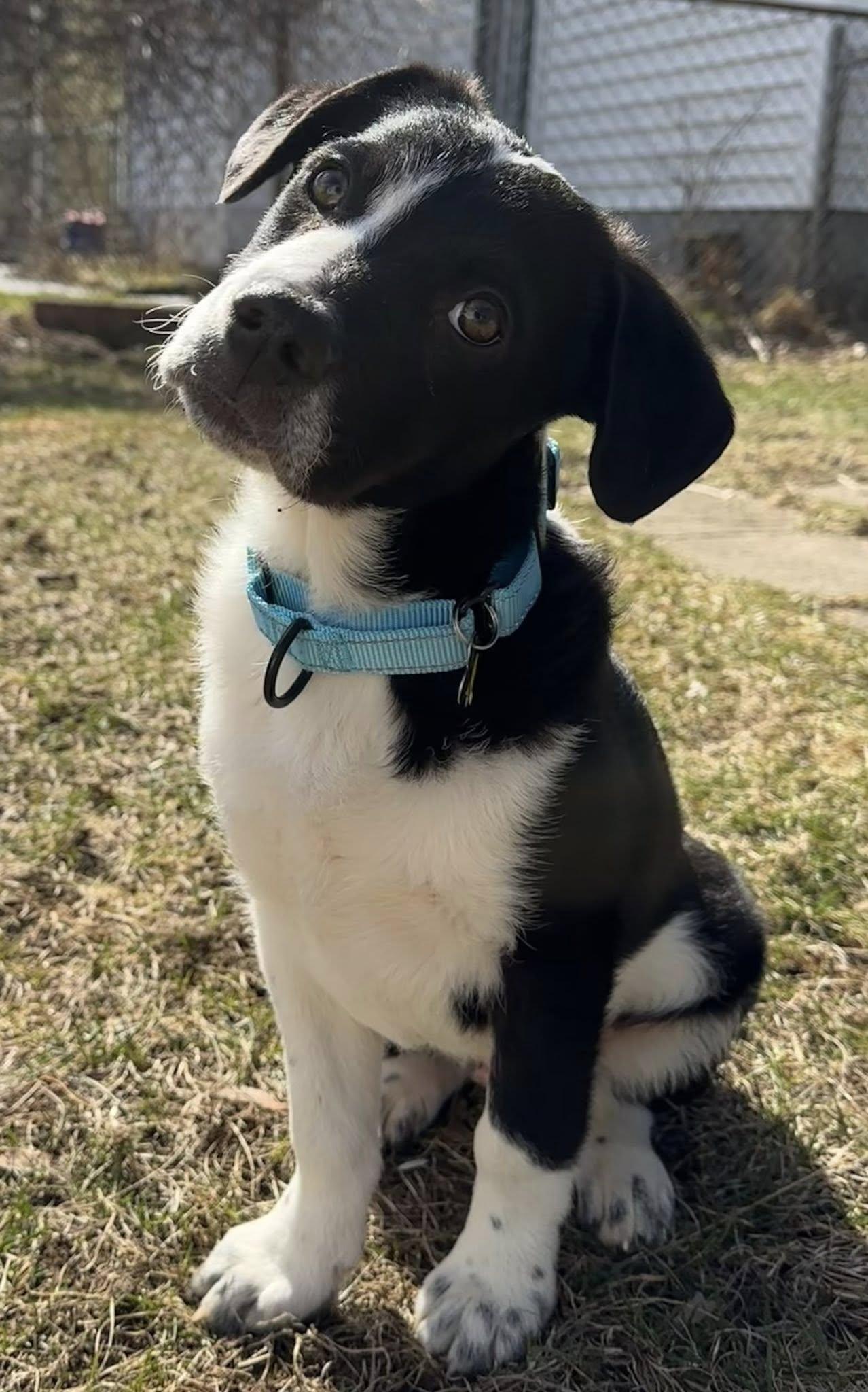 Enlarge Pascal, an adopted Mixed Breed in Albany, NY image 2/6