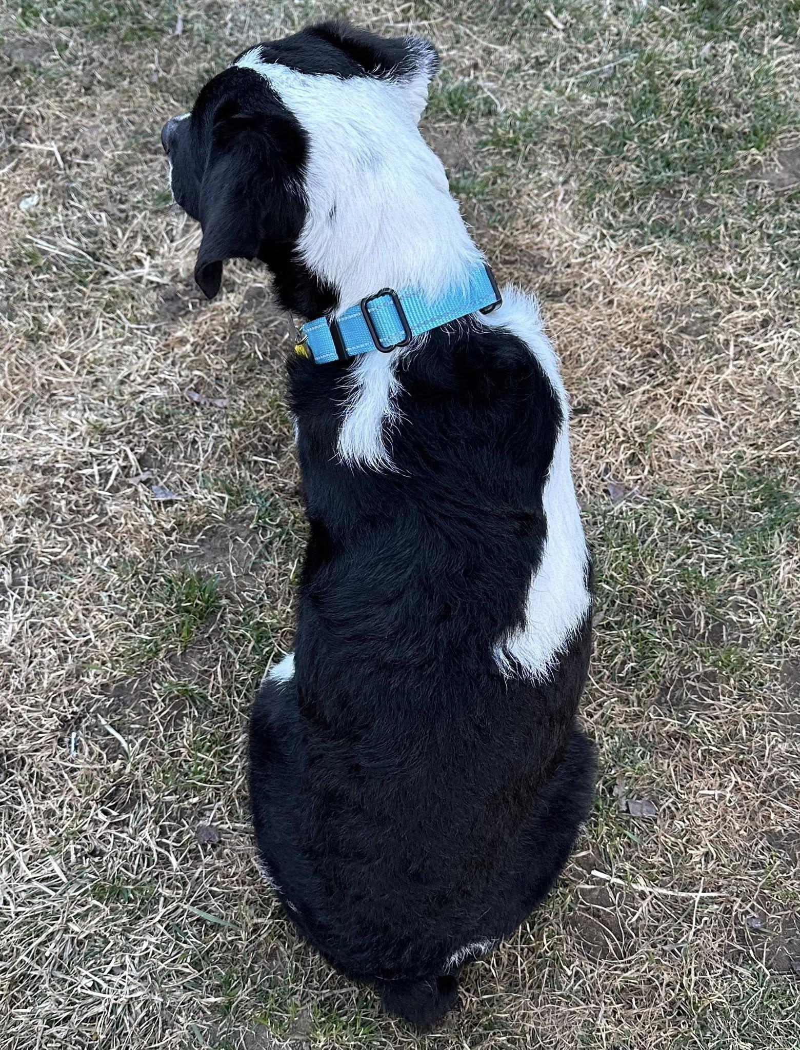 Enlarge Pascal, an adopted Mixed Breed in Albany, NY image 5/6