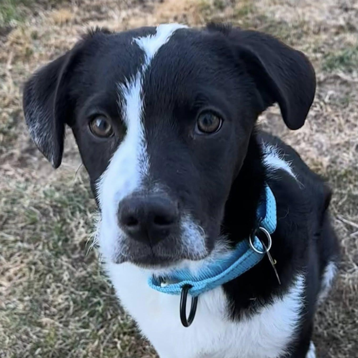 Enlarge Pascal, an adopted Mixed Breed in Albany, NY image 1/6