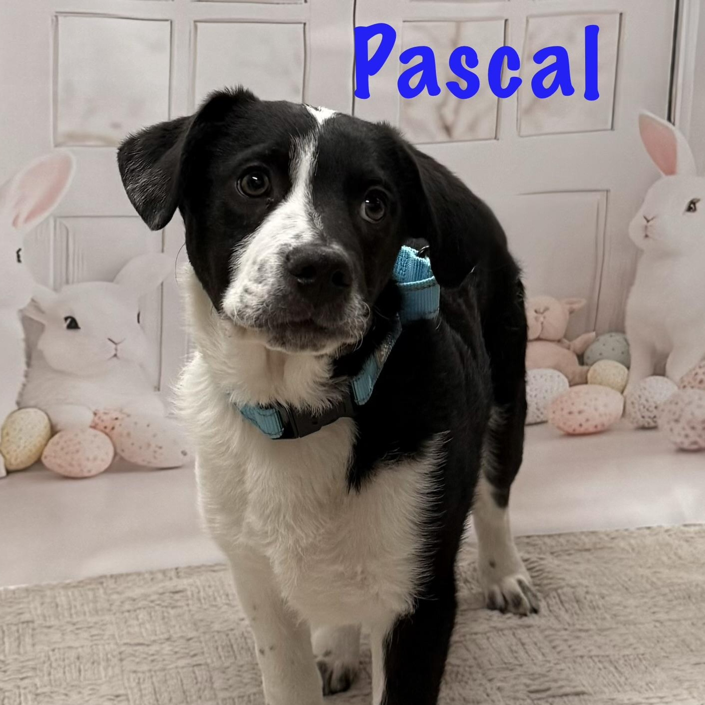 Enlarge Pascal, an adopted Mixed Breed in Albany, NY image 6/6